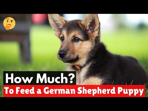 How much Should you Feed a German Shepherd Puppy in a day? | GSD Diet Plan |
