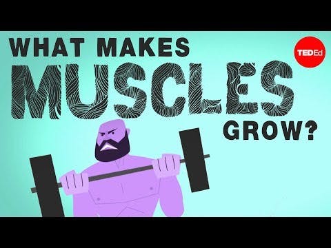 What makes muscles grow? - Jeffrey Siegel