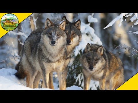 How Wolf Packs Work