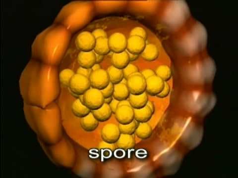 Reproductive Cycle of Ferns / The Amazing Lives of Plants