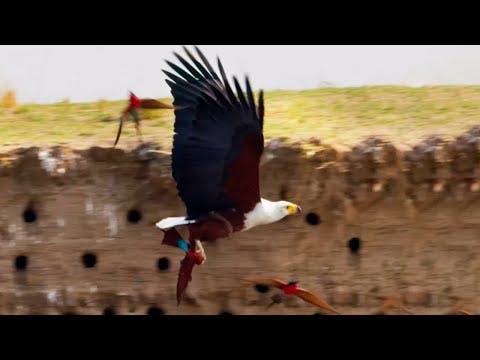 Eagle Plucks Prey in Flight | A Perfect Planet | BBC Earth