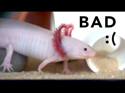 Why axolotls make TERRIBLE pets (pls watch this before getting an axolotl)