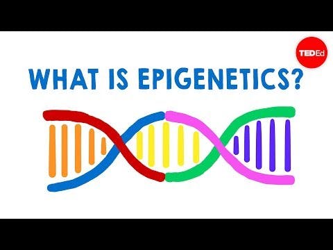 What is epigenetics? - Carlos Guerrero-Bosagna