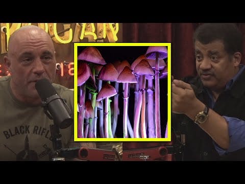 Joe & Neil DISAGREE About Magic Mushrooms